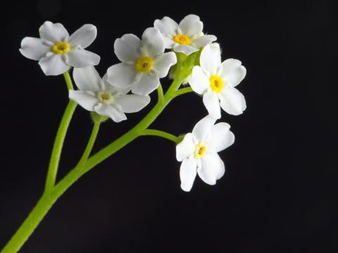 Белые цветы. Фото Free for commercial use, No attribution required. Бесплатное стоковое фото для свободного скачивания