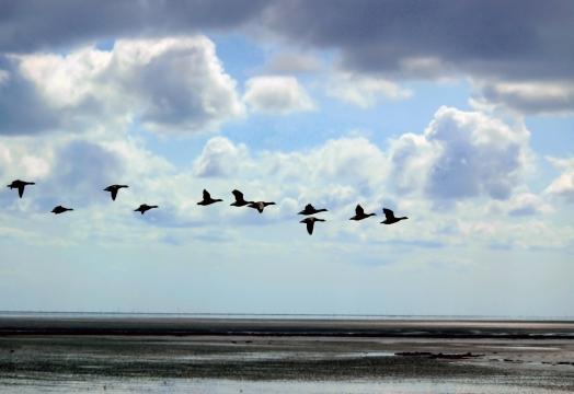 Летящие гуси. Фото Free for commercial use, No attribution required. Бесплатное стоковое фото для свободного скачивания
