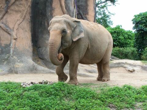 Индийские слоны. Фото Свободно для коммерческого использования, Атрибуция не требуется. Бесплатное стоковое фото для свободного скачивания