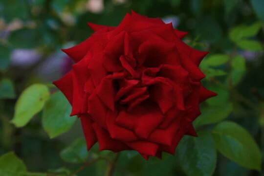 Роза пурпурная. Фото Свободно для коммерческого использования, Атрибуция не требуется. Бесплатное стоковое фото для свободного скачивания
