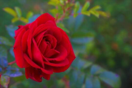 Красная роза (21). Фото Свободно для коммерческого использования, Атрибуция не требуется. Бесплатное стоковое фото для свободного скачивания