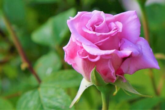 Роза розовая. Фото Свободно для коммерческого использования, Атрибуция не требуется. Бесплатное стоковое фото для свободного скачивания