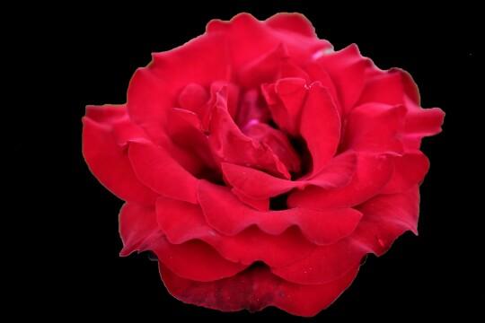 Роза красная. Фото Свободно для коммерческого использования, Атрибуция не требуется. Бесплатное стоковое фото для свободного скачивания