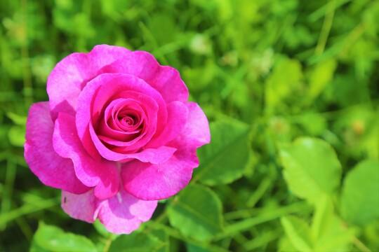 Розовая роза (5). Фото Свободно для коммерческого использования, Атрибуция не требуется. Бесплатное стоковое фото для свободного скачивания
