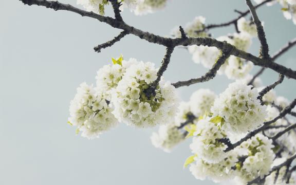 Белый цветок (9). Фото Свободно для коммерческого использования, Атрибуция не требуется. Бесплатное стоковое фото для свободного скачивания