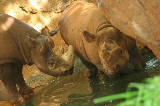 Носороги. Фото Free for commercial use, No attribution required. Бесплатное стоковое фото для свободного скачивания