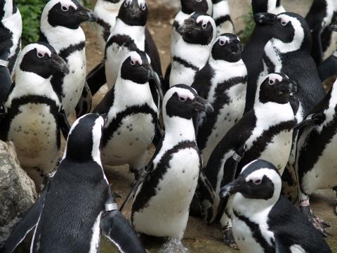 Пингвины. Фото Free for commercial use, No attribution required. Бесплатное стоковое фото для свободного скачивания
