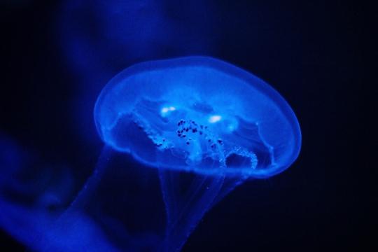 вода с медузами. Фото Свободно для коммерческого использования, Атрибуция не требуется. Бесплатное стоковое фото для свободного скачивания