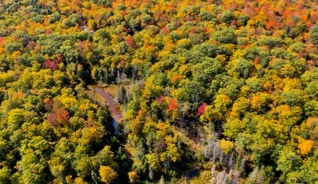 Осенний лес. Фото Free for commercial use, No attribution required. Бесплатное стоковое фото для свободного скачивания