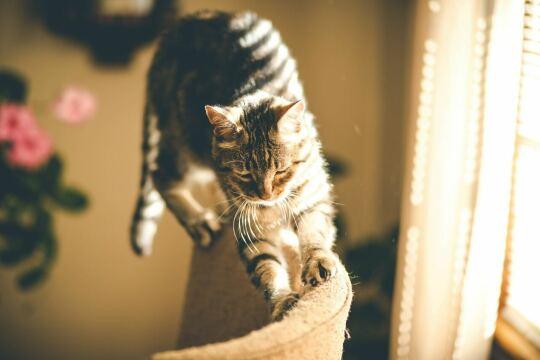 Небольшая кошка на спинке стула. Фото Free for commercial use, No attribution required. Бесплатное стоковое фото для свободного скачивания