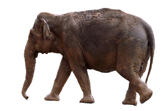 Азиатский слон. Фото Free for commercial use, No attribution required. Бесплатное стоковое фото для свободного скачивания