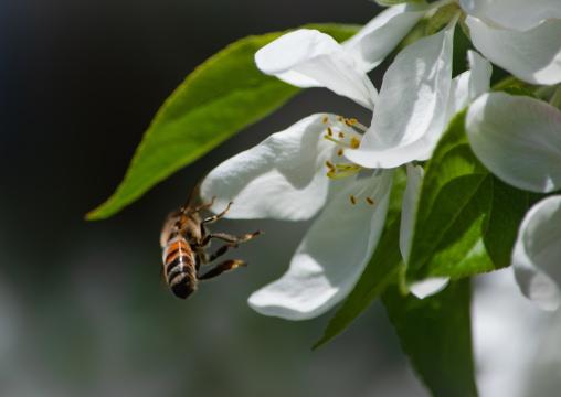 пчелиный цветок. Фото Free for commercial use, No attribution required. Бесплатное стоковое фото для свободного скачивания