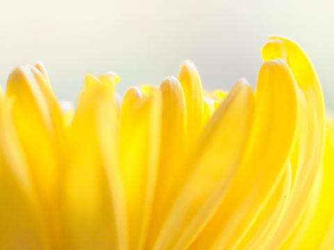 Абстрактная фотография желтого цветка. Фото Free for commercial use, No attribution required. Бесплатное стоковое фото для свободного скачивания