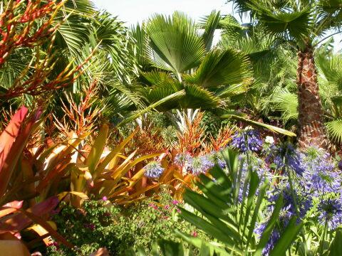 Тропические растения. Фото Свободно для коммерческого использования, Атрибуция не требуется. Бесплатное стоковое фото для свободного скачивания