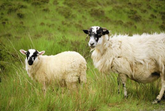 Овцы мужского и женского пола на острове Малл, Шотландия. Фото Свободно для коммерческого использования, Атрибуция не требуется. Бесплатное стоковое фото для свободного скачивания