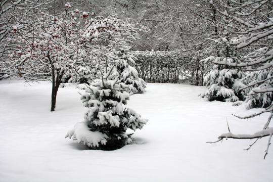 Деревья в снегу. Фото Free for commercial use, No attribution required. Бесплатное стоковое фото для свободного скачивания