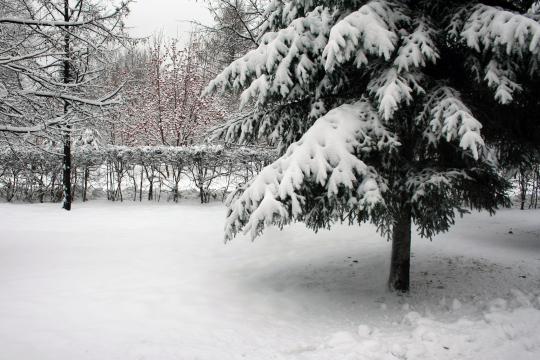 Деревья в снегу. Фото Free for commercial use, No attribution required. Бесплатное стоковое фото для свободного скачивания