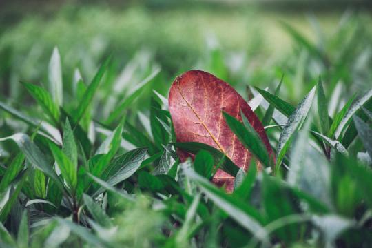 Осенний листок. Фото Free for commercial use, No attribution required. Бесплатное стоковое фото для свободного скачивания