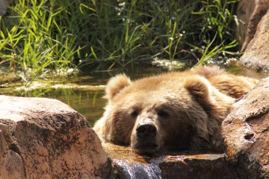 Бурый медведь в воде. Фото Free for commercial use, No attribution required. Бесплатное стоковое фото для свободного скачивания