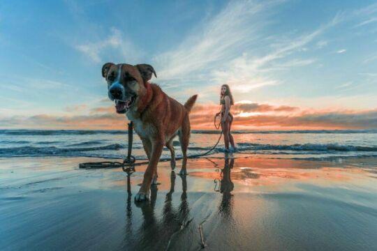Женщина гуляет с собакой на пляже. Фото Free for commercial use, No attribution required. Бесплатное стоковое фото для свободного скачивания