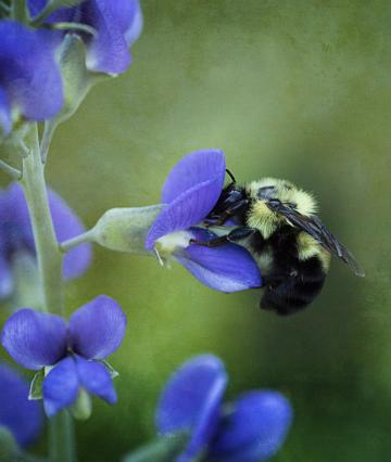 пчелиная весна. Фото Free for commercial use, No attribution required. Бесплатное стоковое фото для свободного скачивания