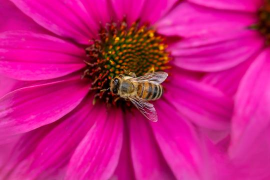 пчелиный цветок. Фото Free for commercial use, No attribution required. Бесплатное стоковое фото для свободного скачивания