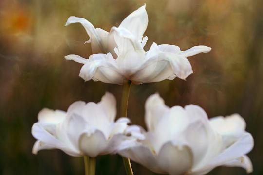 Цветок тюльпана. Фото Free for commercial use, No attribution required. Бесплатное стоковое фото для свободного скачивания