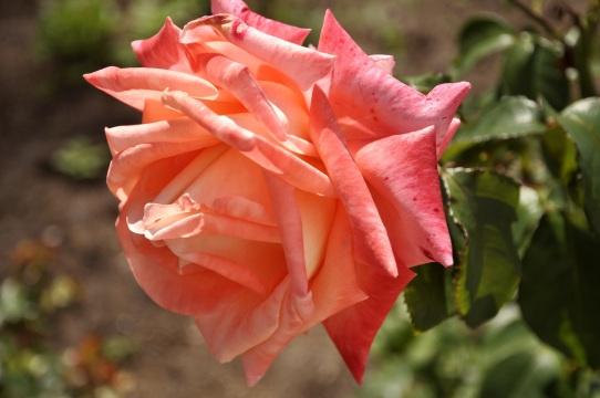 Розовая роза в саду. Фото Свободно для коммерческого использования, Атрибуция не требуется. Бесплатное стоковое фото для свободного скачивания