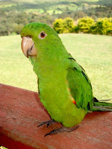Зеленый попугай (4). Фото Свободно для коммерческого использования, Атрибуция не требуется. Бесплатное стоковое фото для свободного скачивания