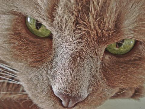 Зеленоглазый кот. Фото Свободно для коммерческого использования, Атрибуция не требуется. Бесплатное стоковое фото для свободного скачивания