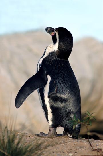 Пингвин. Фото Free for commercial use, No attribution required. Бесплатное стоковое фото для свободного скачивания