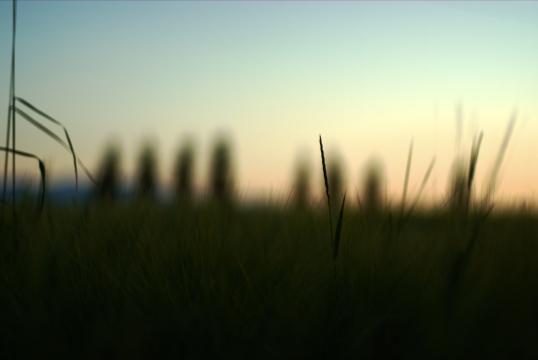 Пшеничное поле (7). Фото Свободно для коммерческого использования, Атрибуция не требуется. Бесплатное стоковое фото для свободного скачивания