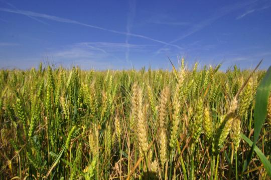 Поле пшеницы (2). Фото Свободно для коммерческого использования, Атрибуция не требуется. Бесплатное стоковое фото для свободного скачивания