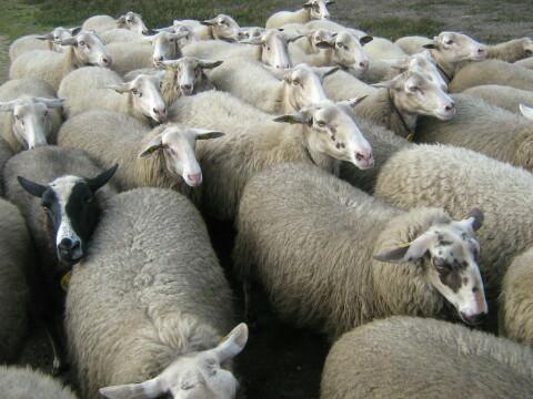 Овцы. Фото Свободно для коммерческого использования, Атрибуция не требуется. Бесплатное стоковое фото для свободного скачивания