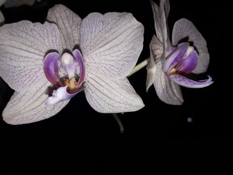 Белая и сиреневая орхидея. Фото Free for commercial use, No attribution required. Бесплатное стоковое фото для свободного скачивания