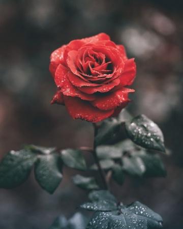 Красная роза (12). Фото Свободно для коммерческого использования, Атрибуция не требуется. Бесплатное стоковое фото для свободного скачивания