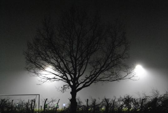 Дерево в вечернем тумане. Фото Свободно для коммерческого использования, Атрибуция не требуется. Бесплатное стоковое фото для свободного скачивания