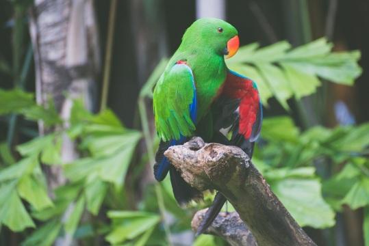 Зеленый попугай (2). Фото Свободно для коммерческого использования, Атрибуция не требуется. Бесплатное стоковое фото для свободного скачивания